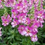 Antirrhinum Dazzling Lips Pink
